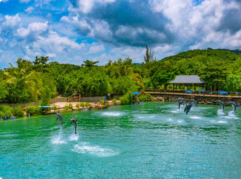 Dolphin Cove Montego Bay