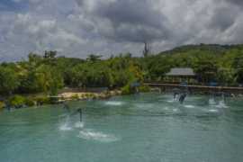 Dolphin Cove Montego Bay