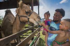 Dolphin Cove Montego Bay