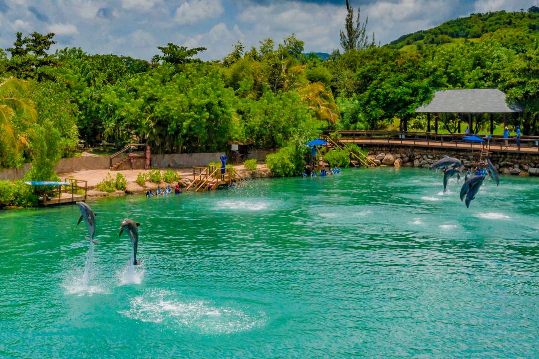 Dolphin Cove Montego Bay