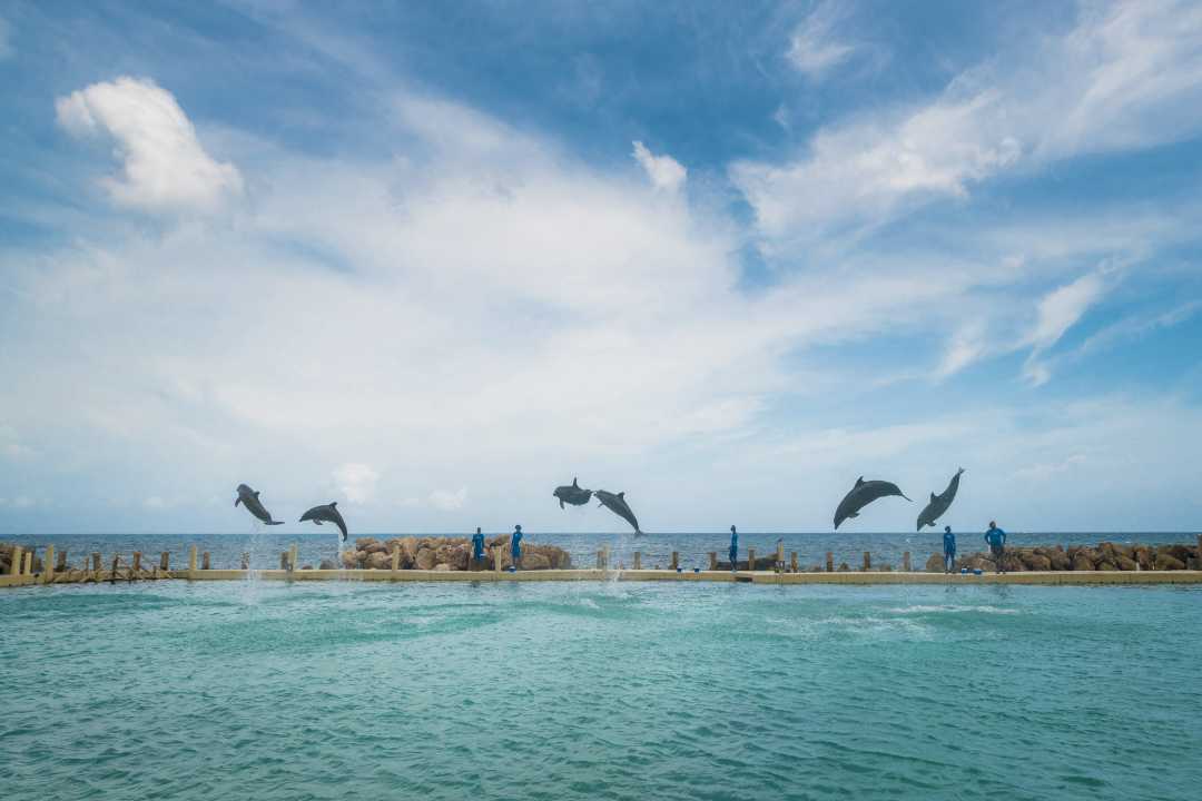 Dolphin Cove Ocho Rios Jamaica