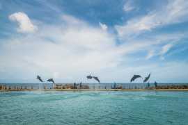 Dolphin Cove Ocho Rios Jamaica