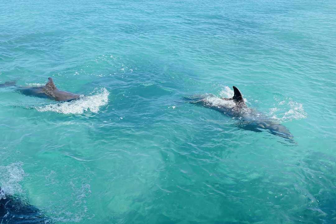 Dolphin Cove Ocho Rios Jamaica