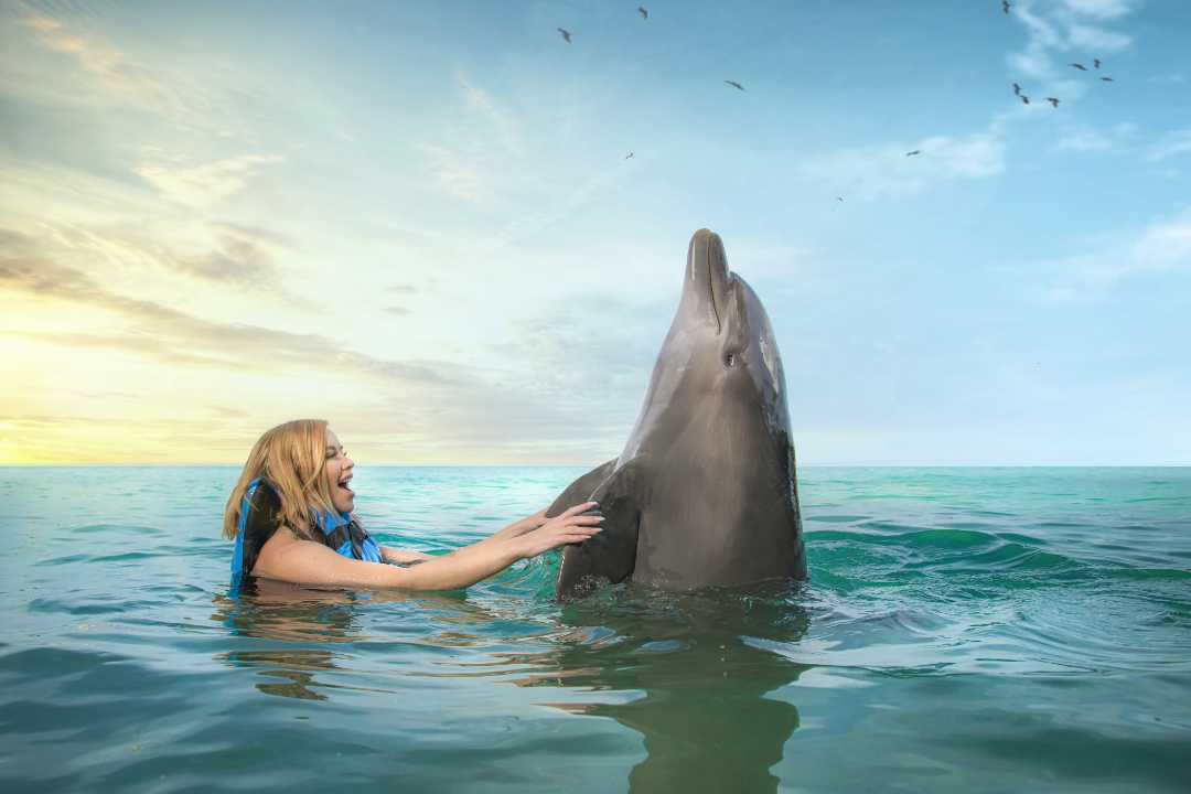 Dolphin Cove in Puerto Seco Beach